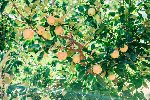 Ripe Apples on Branch Close-Up