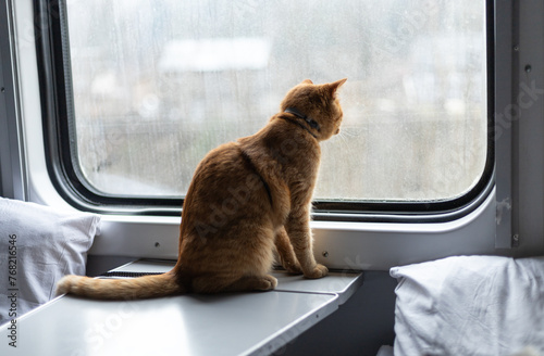 Canvas Print a red-haired cat sits on a table in a train compartment and looks out the window