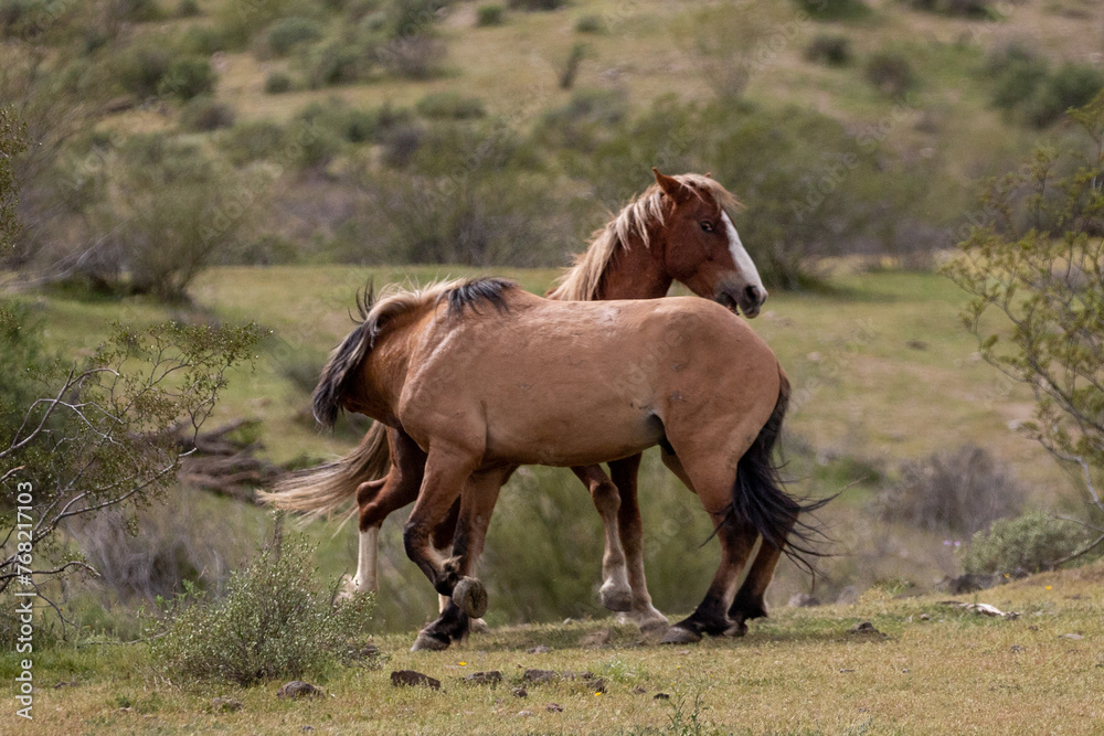 Wild horse stallions running and aggressivenly biting while fighting in the Salt River Canyon area near Scottsdale Arizona United States Wild horse stallions running and aggressivenly biting while fighting in the Salt River Canyon area near Scottsdale Arizona United States