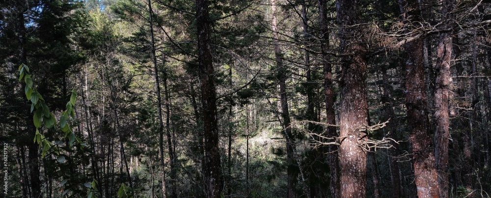 Obraz premium Pine Forest