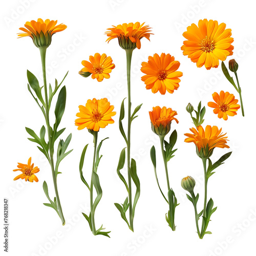 Calendula are also known as marigolds, such as corn marigold, desert marigold