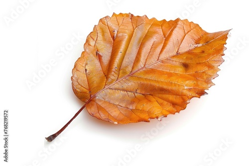 Isolated Beech Leaf on White Background. Close-Up of a Copper Beech Tree Leaf with Vibrant Green Color and Nature Theme