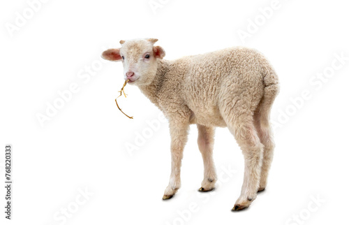 White small lamb with straw ( Ovis aries ) on a white background
