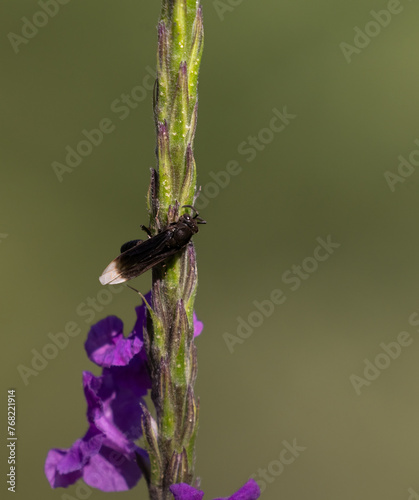 White-winged Was clinging to purple snakeweed flower in Costa Rica with green background photo