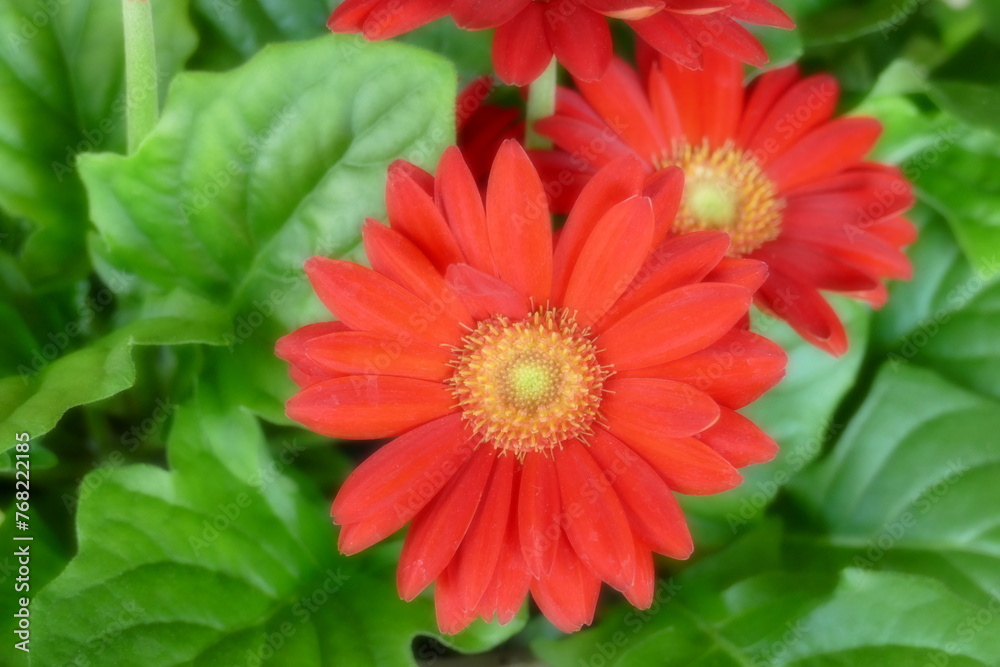 red dahlia flower red dahlia flower