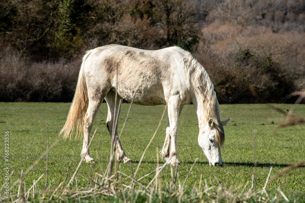 Fototapeta premium horse in the meadow