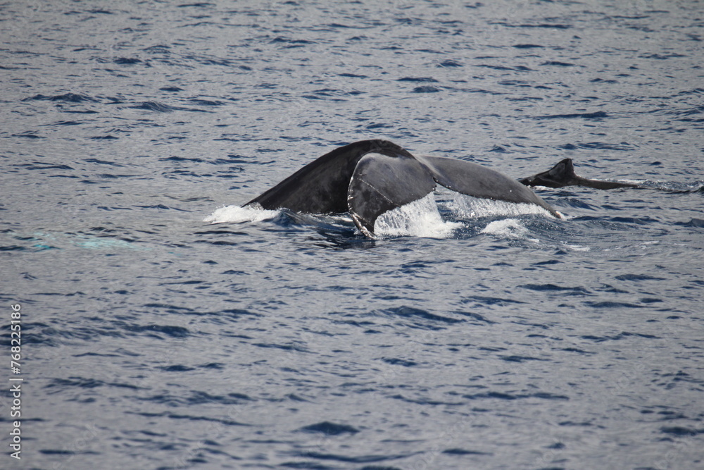 Fototapeta premium Humpback Whale Tail