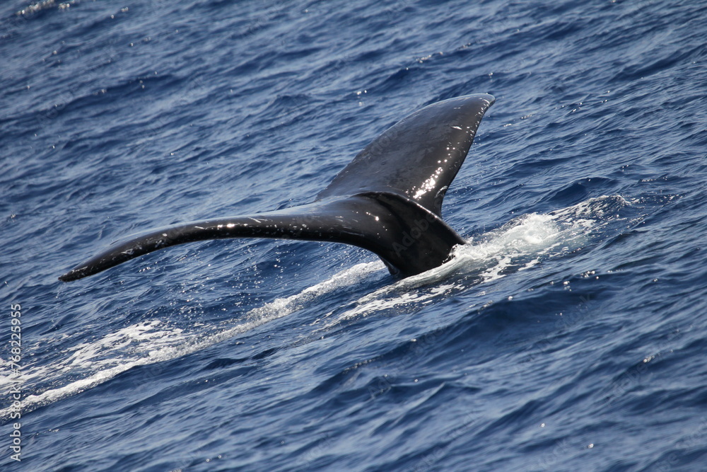 Obraz premium Humpback Whale Tail