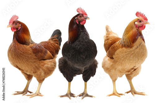 Chickens, isolated on transparent background, Generative AI