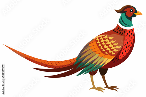 pheasant isolated on white background