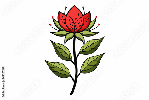 red rose isolated on white background