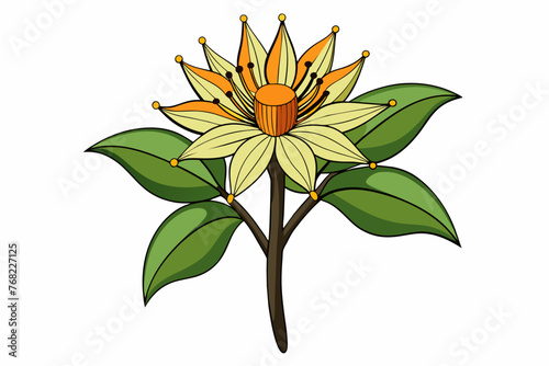 orange flower isolated on white background