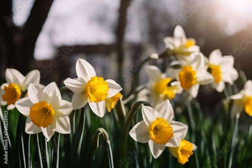 Daffodils blooming. Daffodil flowers bloom at sunset. Selective focus. AI generated