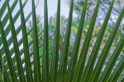 Part of Washingtonia palm leaf against sky