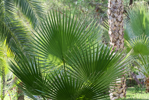 Beautiful leaves of Washingtonia palm tree in a park