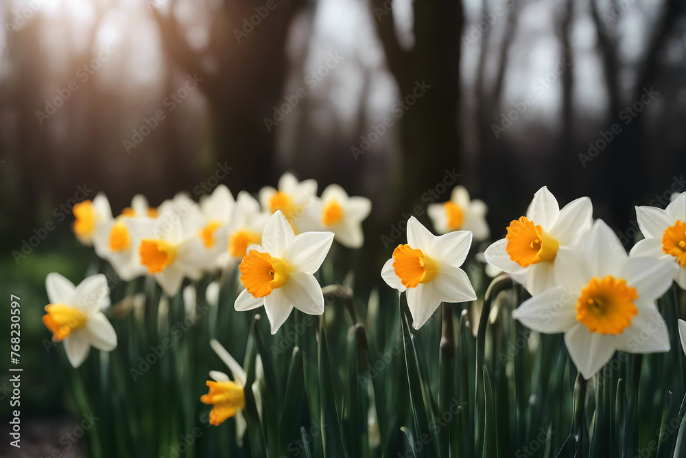 Flowering daffodils. Narcissus flowers bloom at sunset. AI generated Flowering daffodils. Narcissus flowers bloom at sunset. AI generated