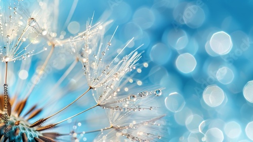 Beautiful dew drops on a dandelion seed macro. Beautiful blue background-
