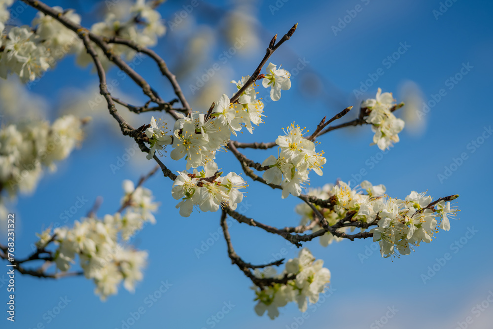 weiß blühender zwetschgenbaum vor blauem himmel und sonnenschein im frühling weiß blühender zwetschgenbaum vor blauem himmel und sonnenschein im frühling