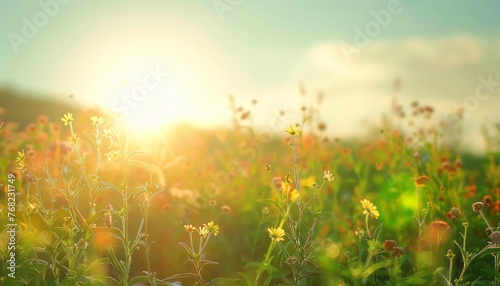 Field of Flowers With Sun in Background