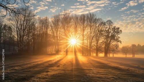 Sun Shining Through Trees in Field