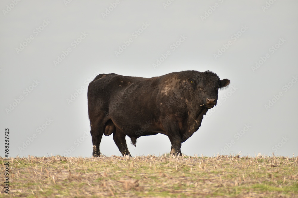 toro bull