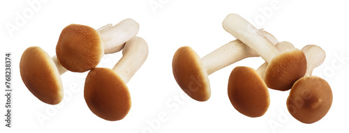 honey fungus mushrooms isolated on white background with full depth of field