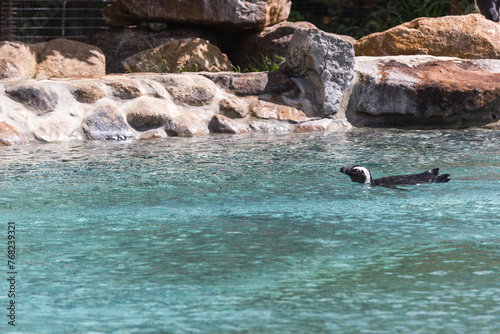 Penguin swimming in pool in the Sun (ID: 768239321)