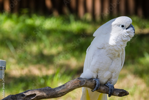 White Parrot Right Side Thirds 