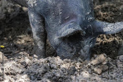 Pig in Mud Dirt (ID: 768239538)