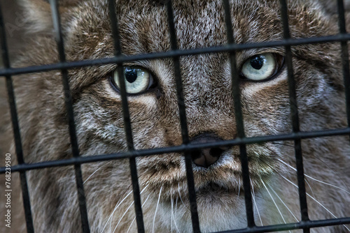 Lynx in an Enclosed Cage Eyes (ID: 768239580)