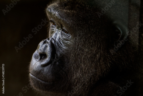 Silverback Gorilla in an Enclosure Philadelphia  (ID: 768239713)