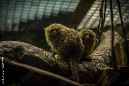 Pygmy Marmosets in an Enclosure Stare