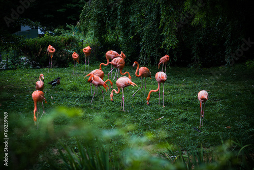 Flamingos Flamboyance in an enclosure (ID: 768239969)