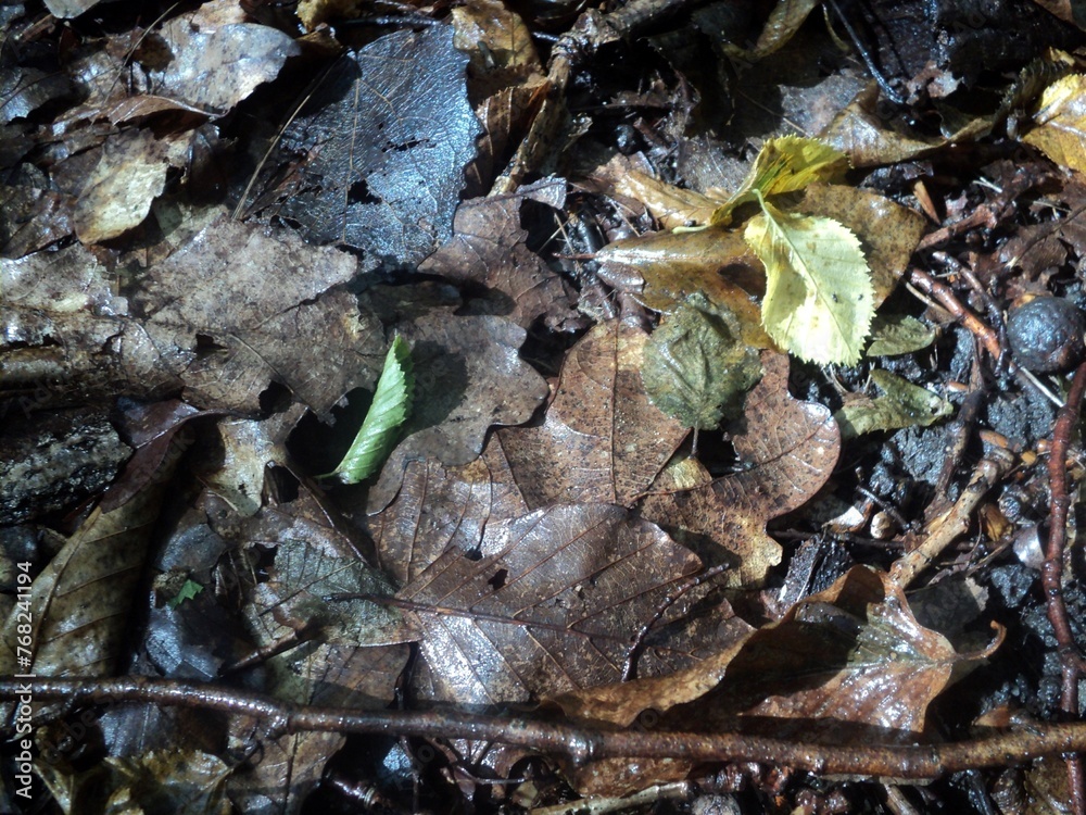 wet leaves wet leaves