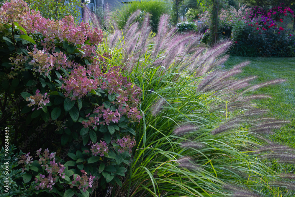 Pennisetum alopecuroides, Red Head fountain grass, has snazzy bottlebrush plumes highlighted by the early dusk light. A beautiful and alluring ornamental grass to add to residential gardens. Pennisetum alopecuroides, Red Head fountain grass, has snazzy bottlebrush plumes highlighted by the early dusk light. A beautiful and alluring ornamental grass to add to residential gardens.