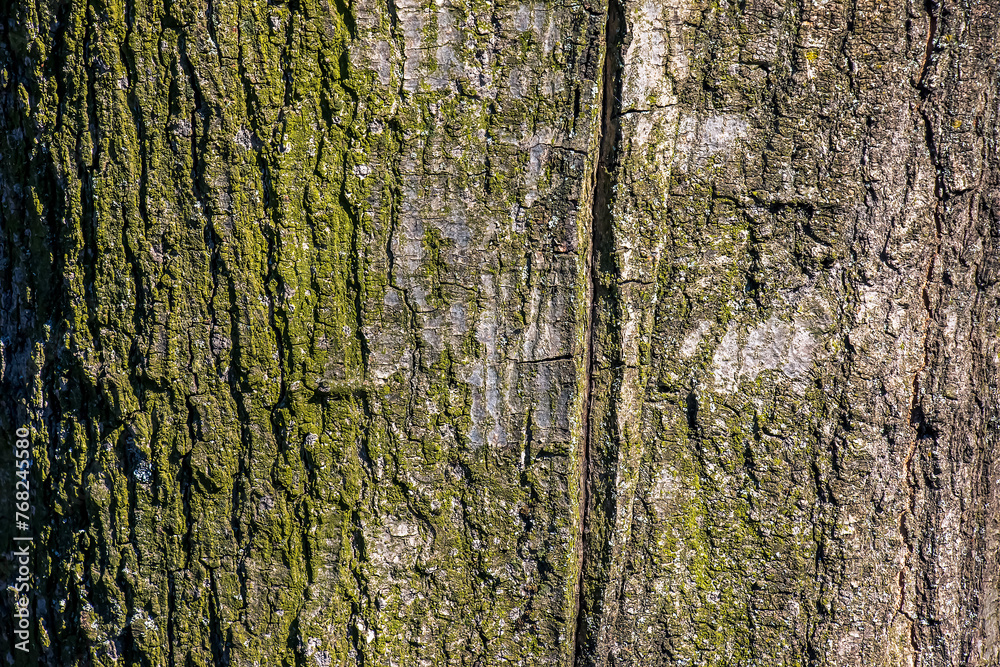 Obraz premium Quercus coccinea bark background. Oak bark texture.