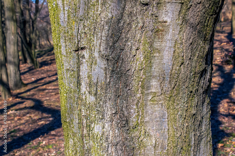 Obraz premium Quercus coccinea bark background. Oak bark texture.