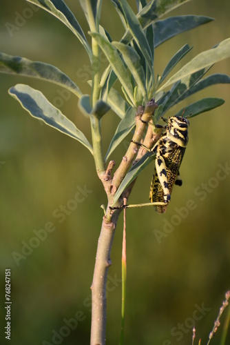 langosta