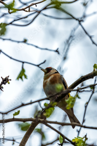 Canvas Print European Goldfinch (Carduelis carduelis) - Found across Europe, Asia & North Afr