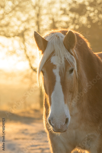 Portrait of a handsome Belgian draft horse on a frosty winter morning, side lit with bright sunrise