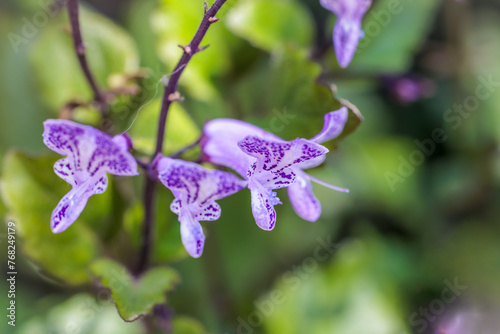 Enchanting close-up capture of a delicate purple plectranthus flower in full bloom photo