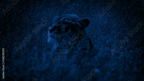 Lioness Looks Around In Swaying Long Grass At Night photo