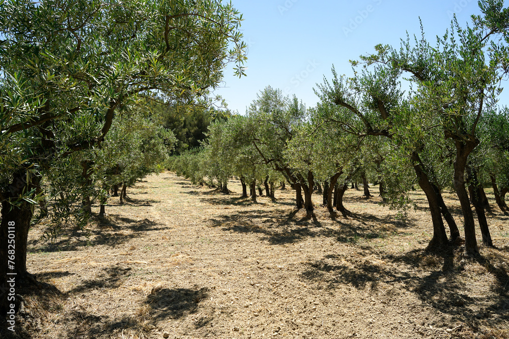 Olive tree orchard in Provence, France, traditional bio organic olive oil making concept