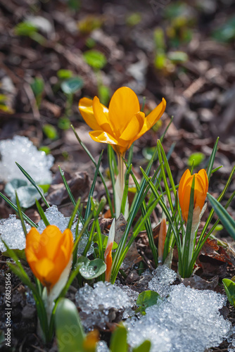 First bright primroses, wild crocuses in snow. Concept of spring plants, seasons, weather