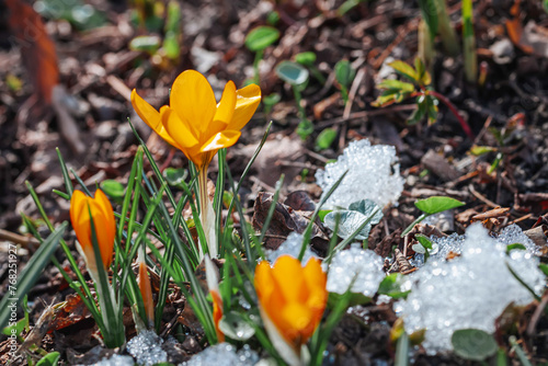 First orange primroses, wild crocuses in snow. Concept of spring plants, seasons, weather