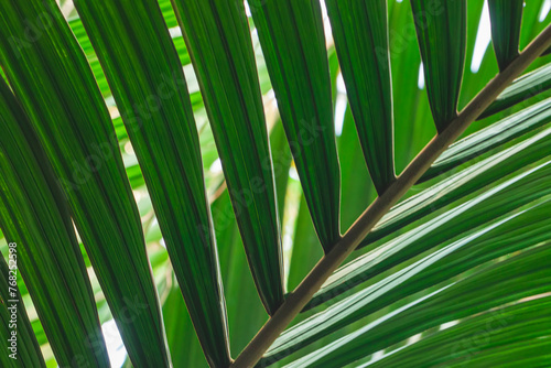 Tropical green leaf palm. Abstract natural texture, exotic background