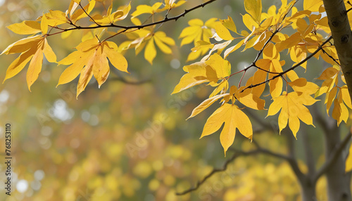 Autumn background with ocher tones in nature