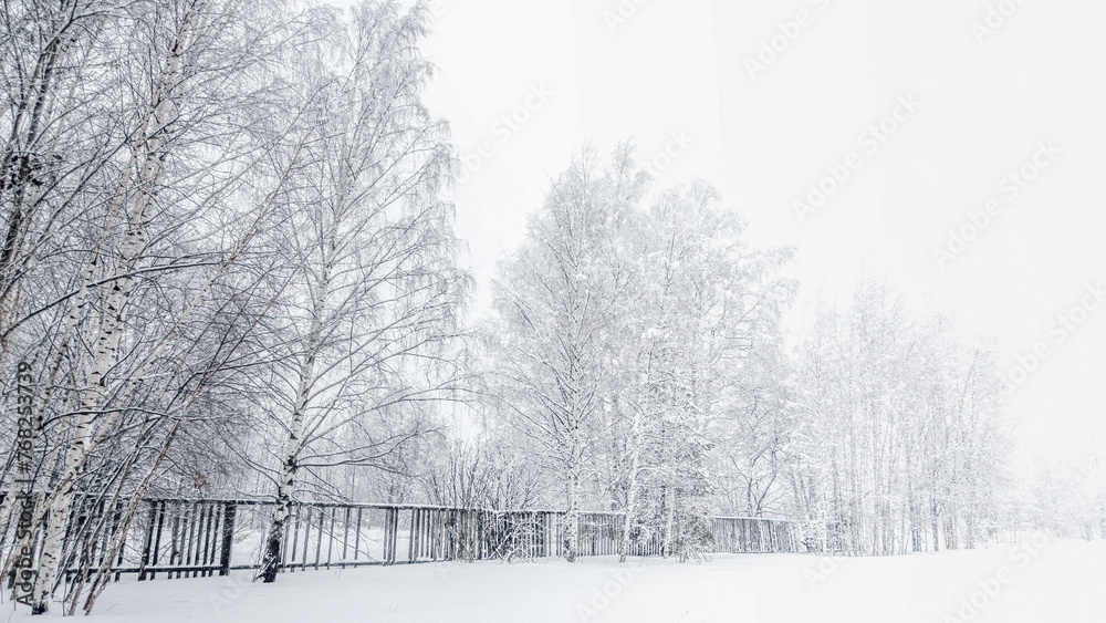 snow covered trees