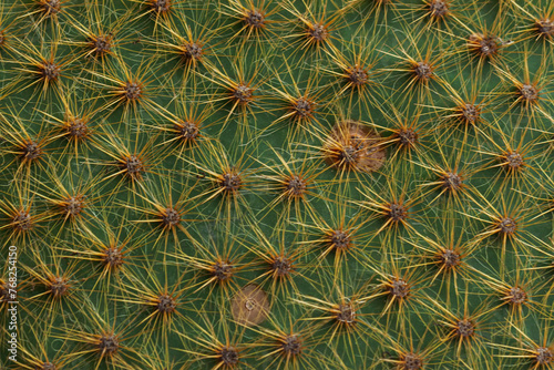 Cactus texture, cactus needles close-up, needles, green texture succulent