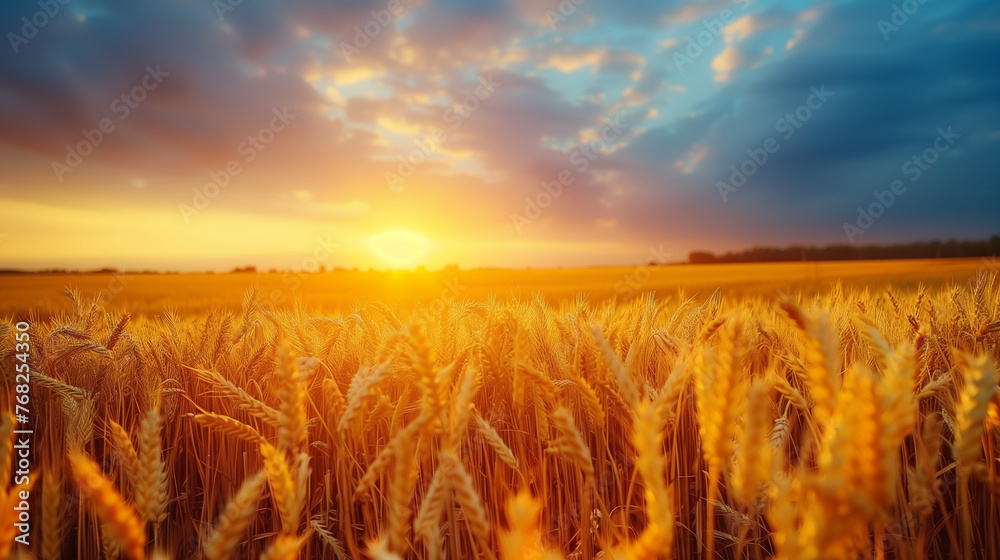 wheat field at sunset wheat field at sunset